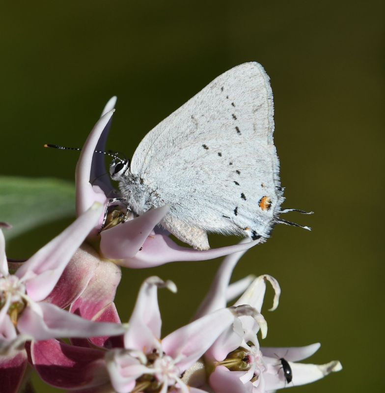 Sylvan Hairstreak: Satyrium sylvinus