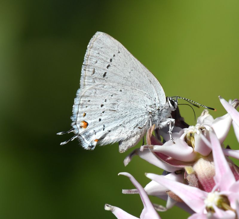 Sylvan Hairstreak: Satyrium sylvinus