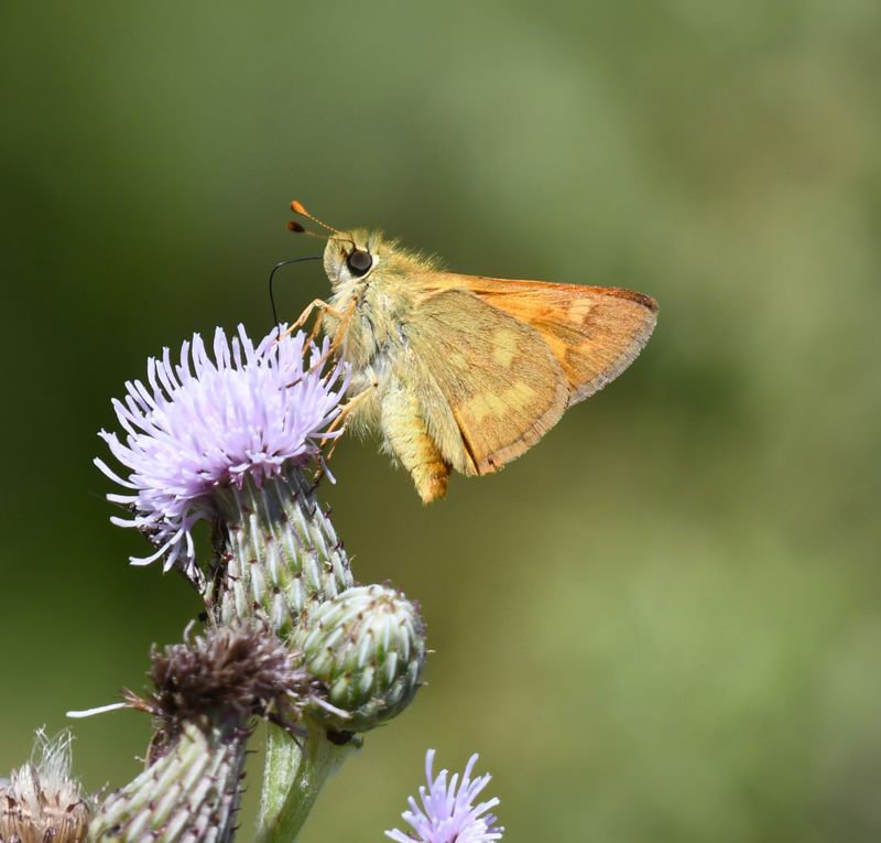 Woodland Skipper: Ochlodes sylvanoides