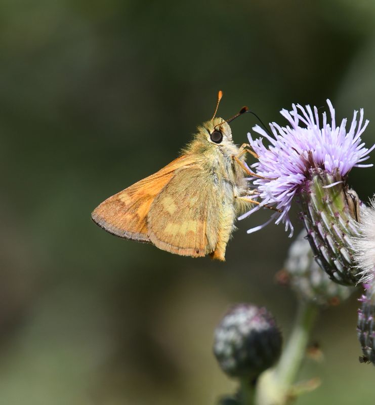 Woodland Skipper: Ochlodes sylvanoides
