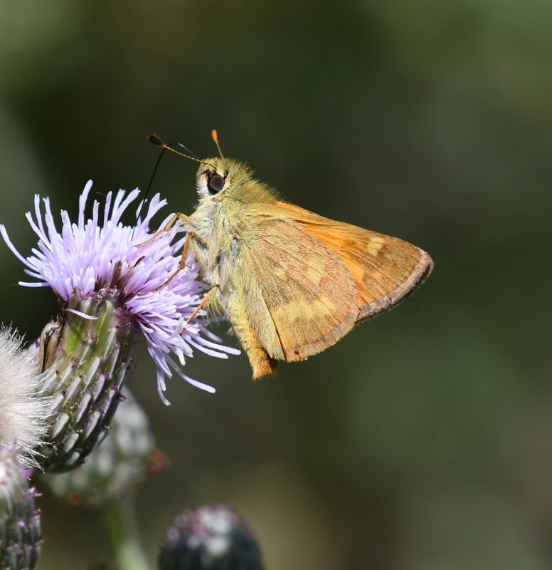 Woodland Skipper: Ochlodes sylvanoides