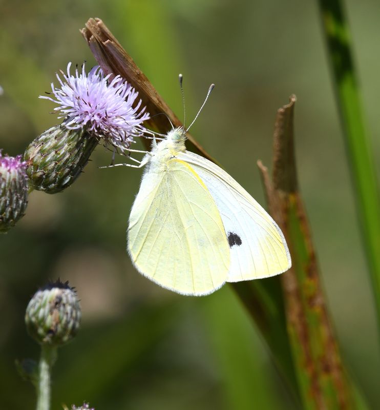 Cabbage White: Pieris rapae