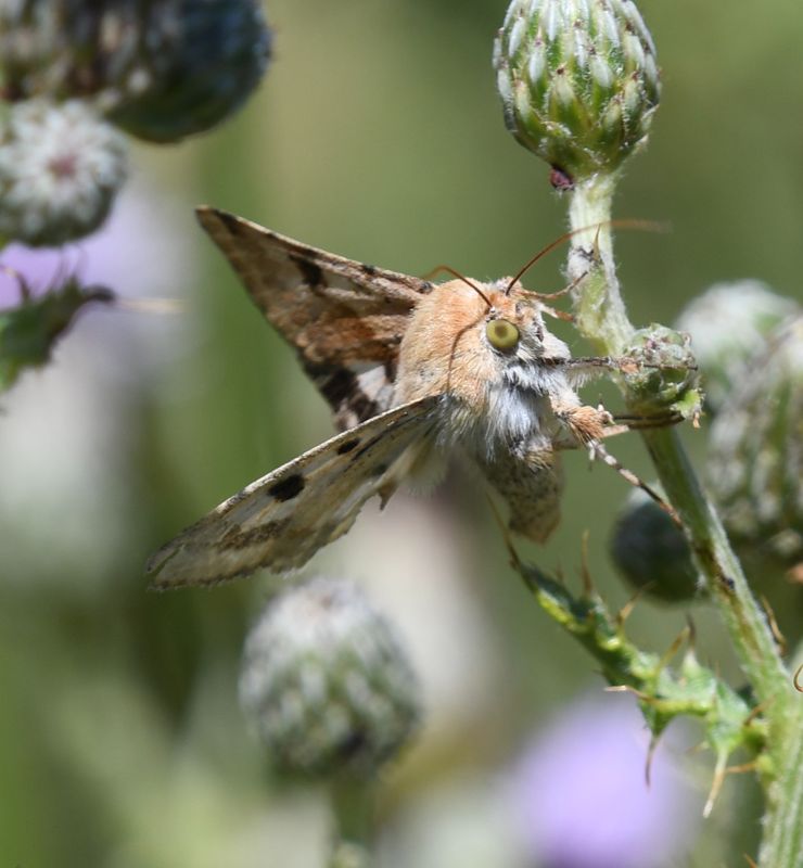 Moth