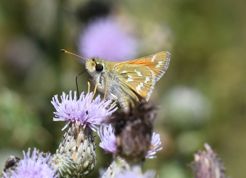 Western Branded Skipper: Hesperia colorado