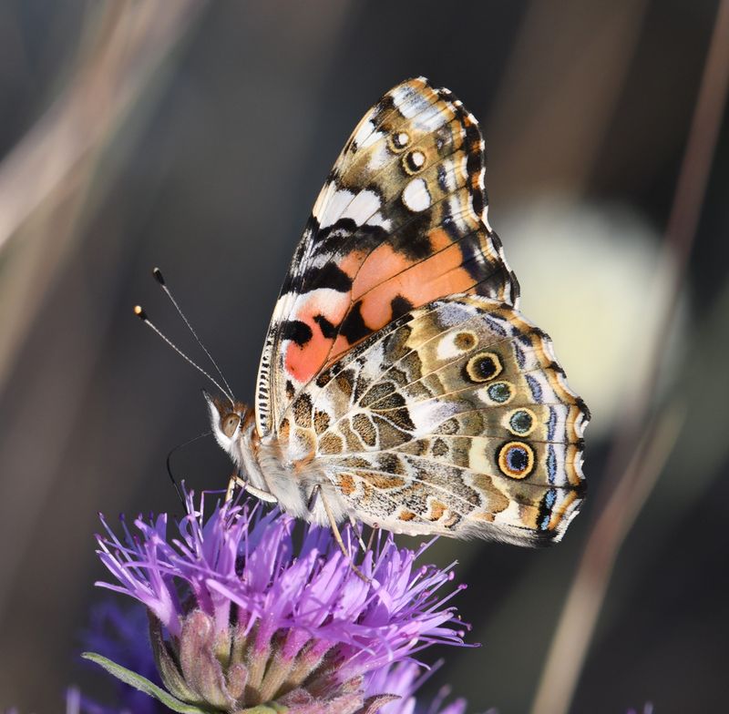 Painted Lady: Vanessa cardui