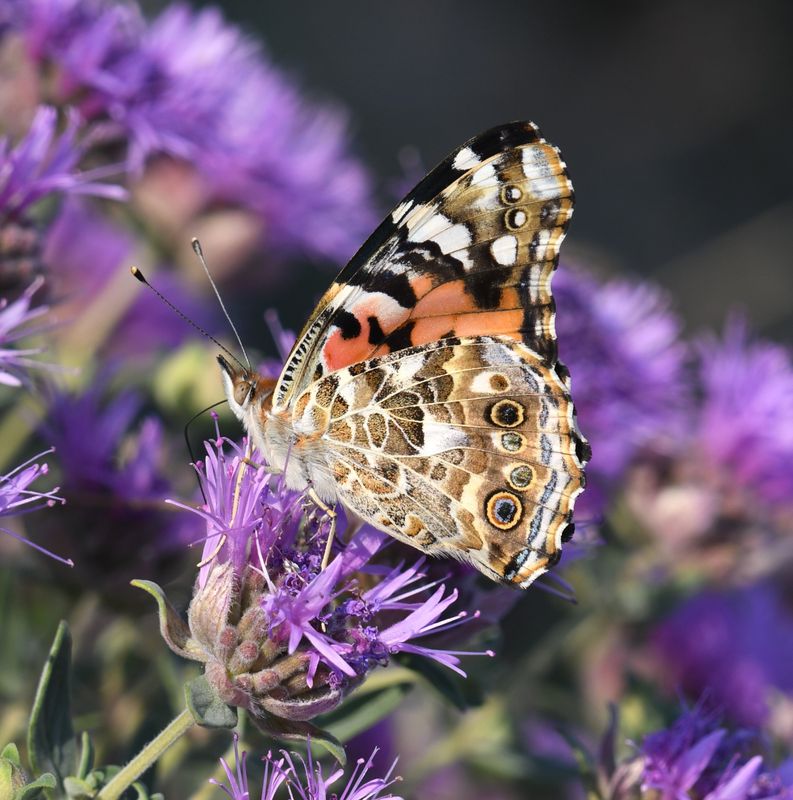 Painted Lady: Vanessa cardui