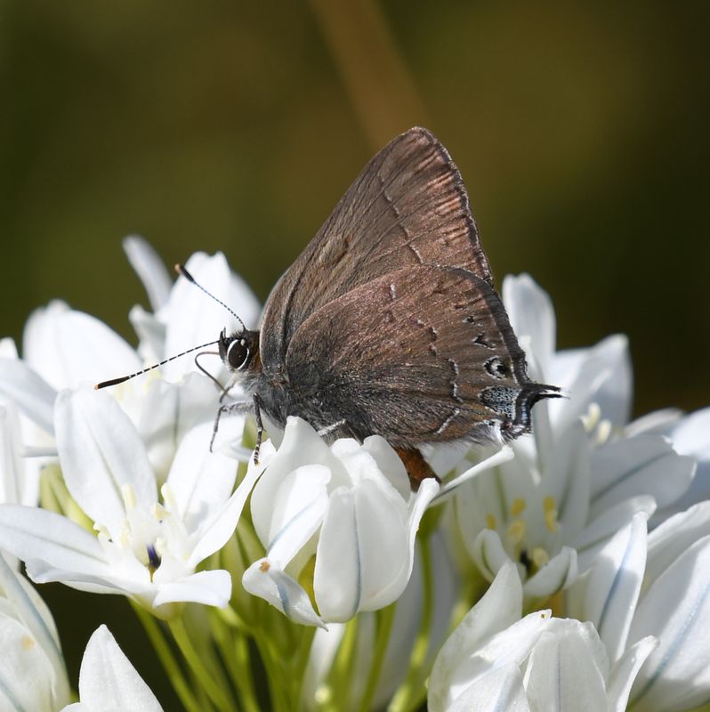Hairstreak, Hedgerow