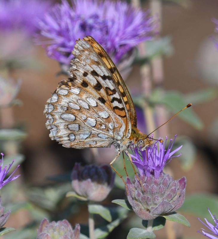 Coronis Fritillary: Speyeria coronis