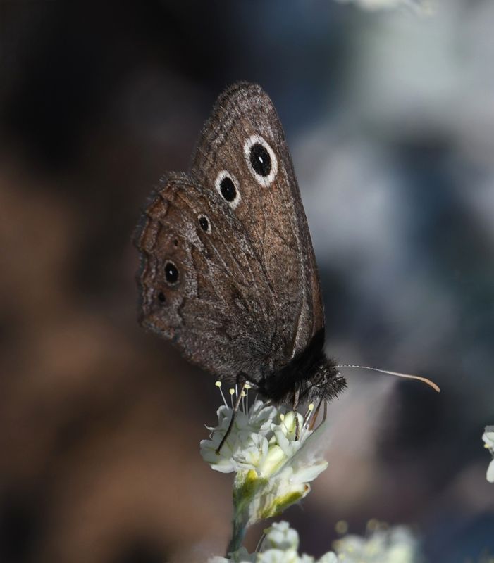 Dark Wood Nymph: Cercyonis oetus