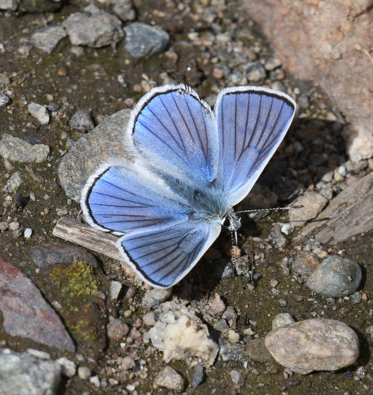 Blue Copper: Lycaena heteronea
