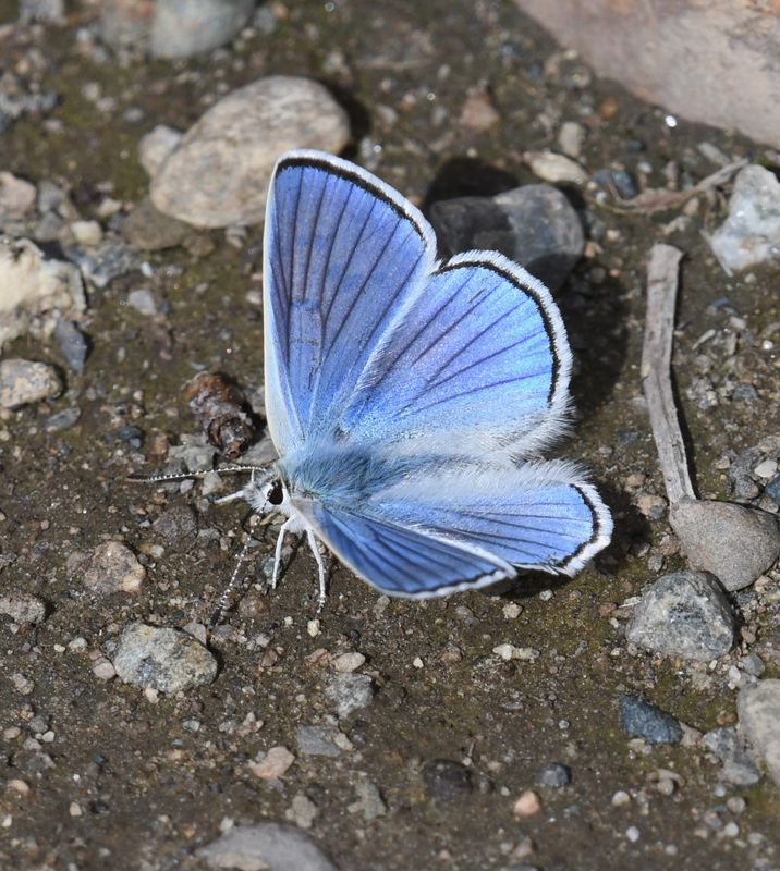 Blue Copper: Lycaena heteronea