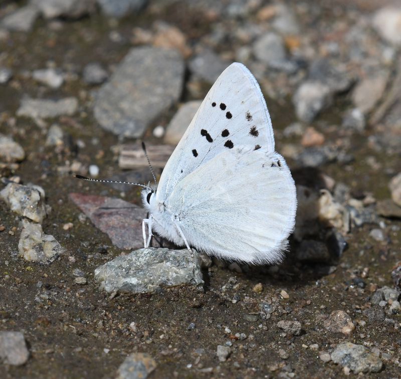 Blue Copper: Lycaena heteronea