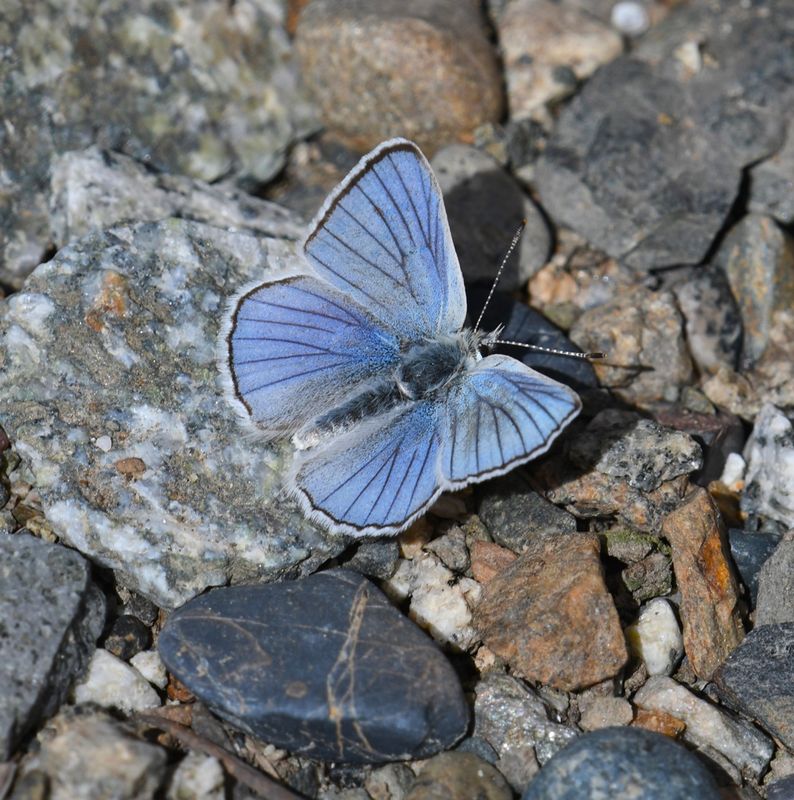 Blue Copper: Lycaena heteronea
