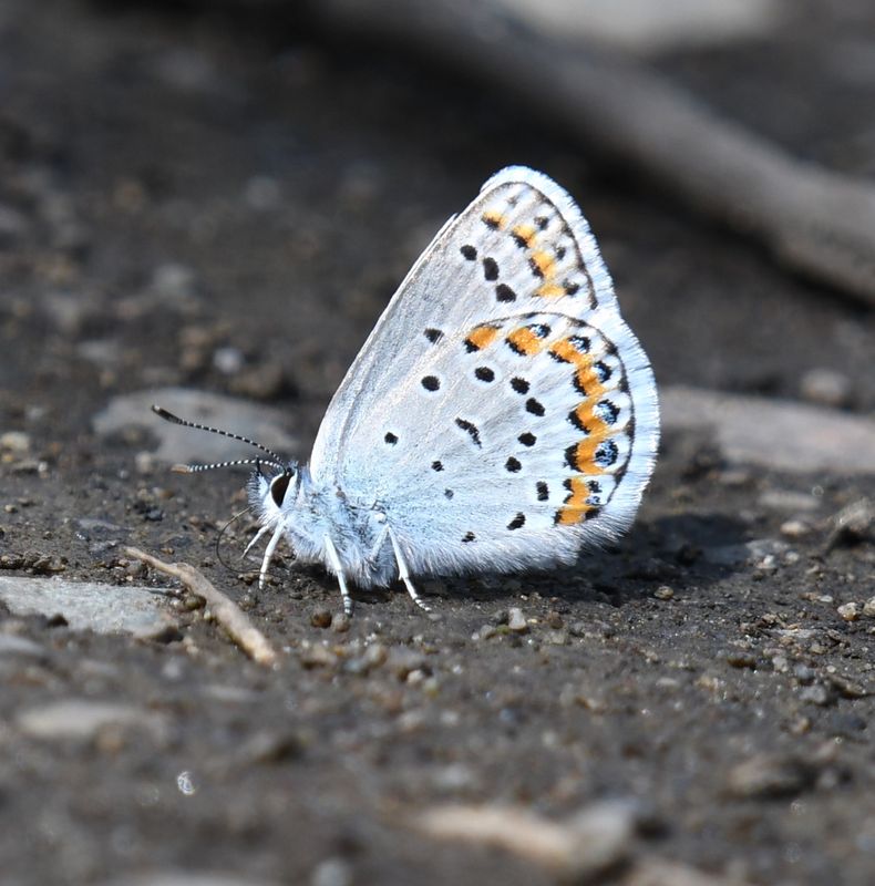 Melissa's Blue: Plebejus melissa