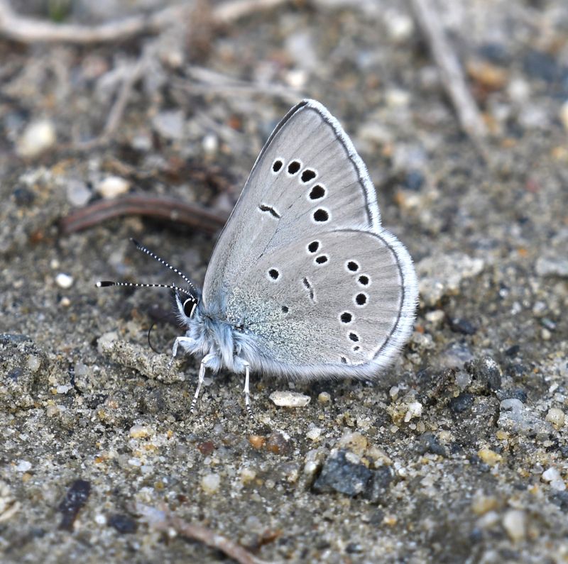 Silvery Blue: Glaucopsyche lygdamus