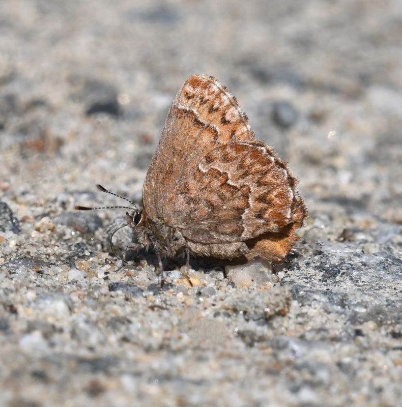Western Pine Elfin: Callophrys eryphon