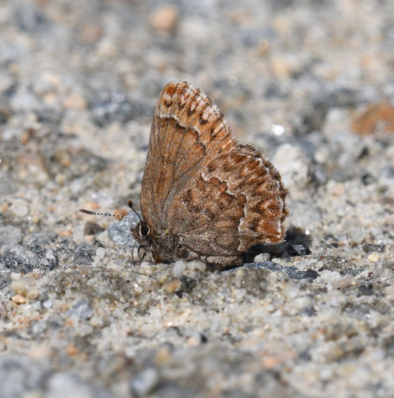 Western Pine Elfin: Callophrys eryphon