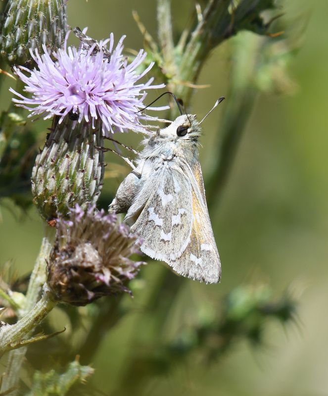 Western Branded Skipper: Hesperia colorado
