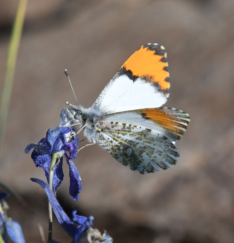 Julia's Orangetip: Anthocharis julia