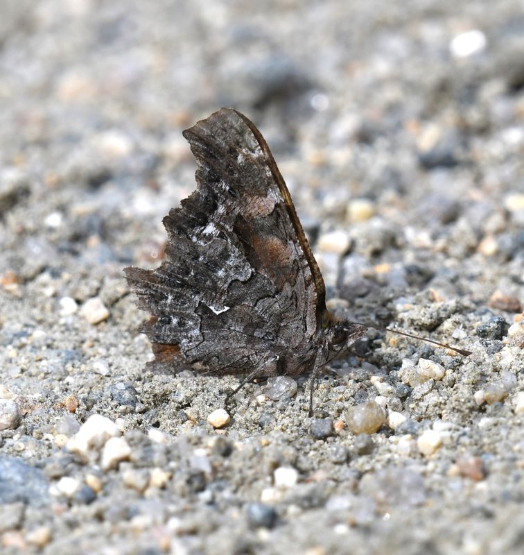 Green Anglewing: Polygonia faunus