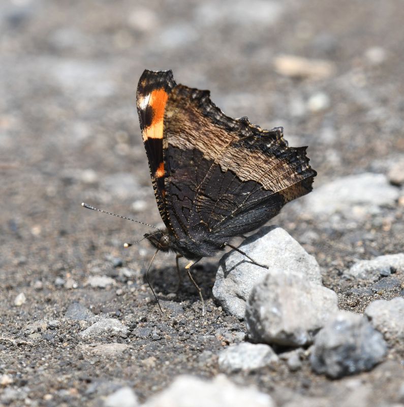 Milbert's Tortoiseshell: Aglais milberti
