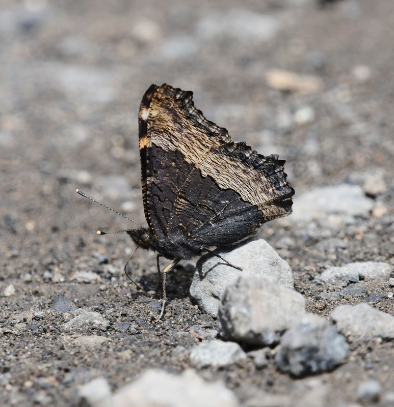 Milbert's Tortoiseshell: Aglais milberti