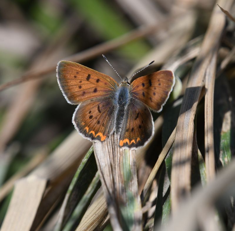Purplish Copper: Lycaena helloides