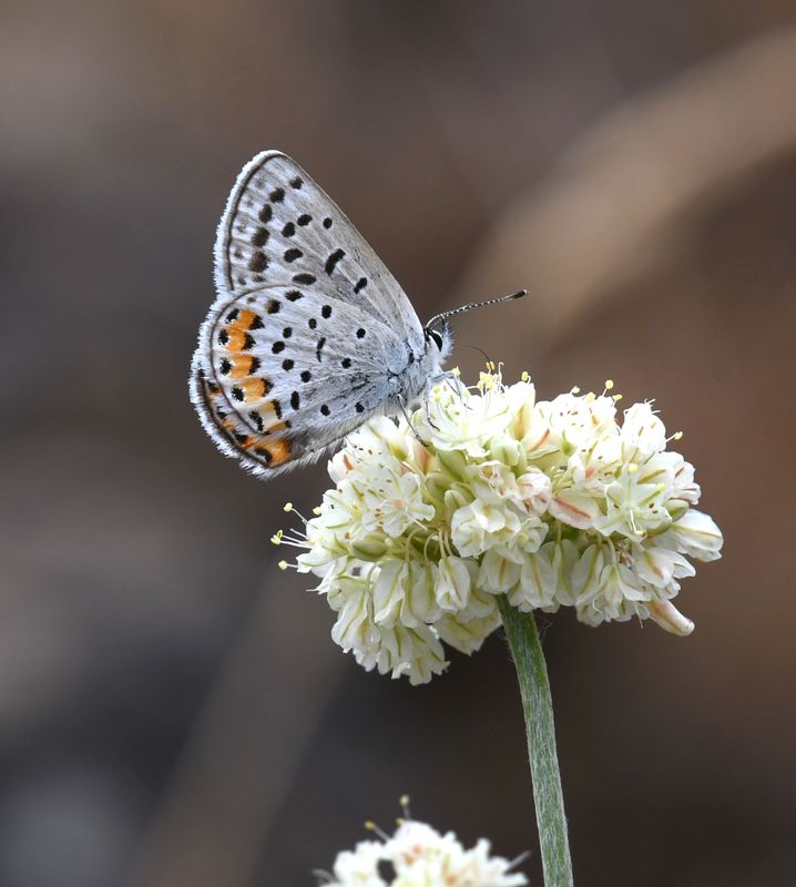 Lupine Blue: Icaricia lupini