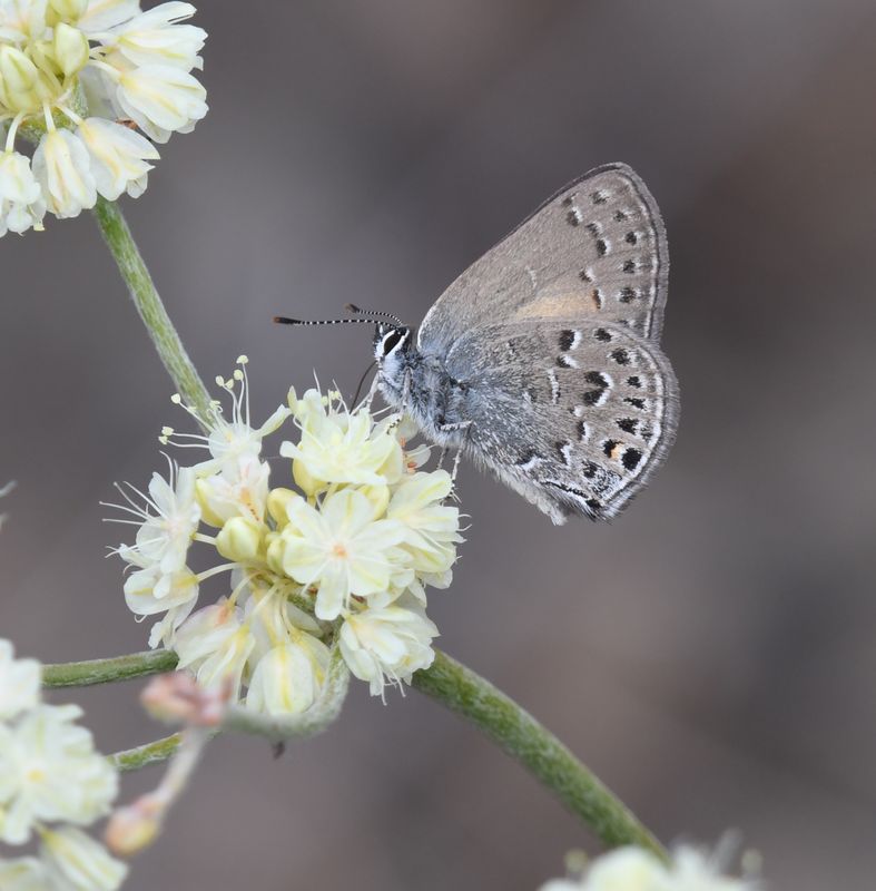 Behr's Hairstreak: Satyrium behrii
