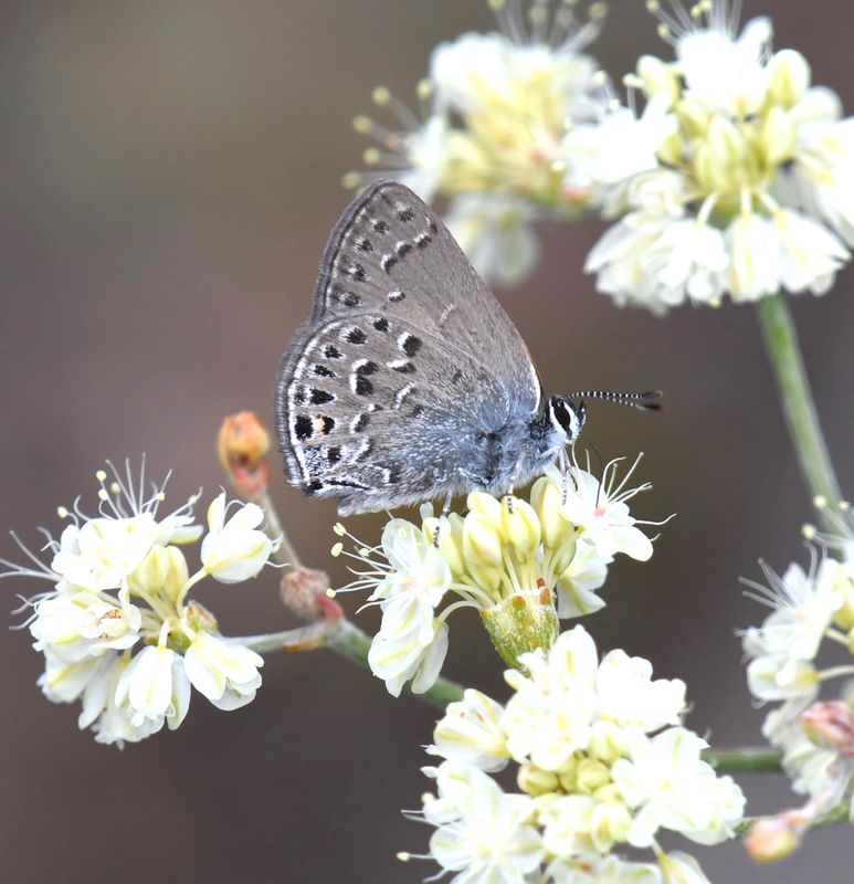 Behr's Hairstreak: Satyrium behrii