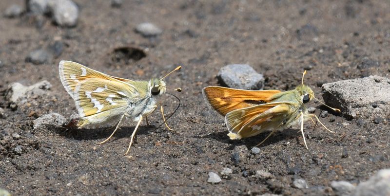 Western Branded Skipper: Hesperia colorado
