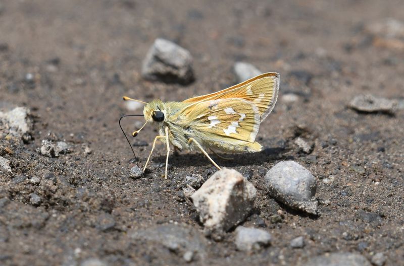 Western Branded Skipper: Hesperia colorado