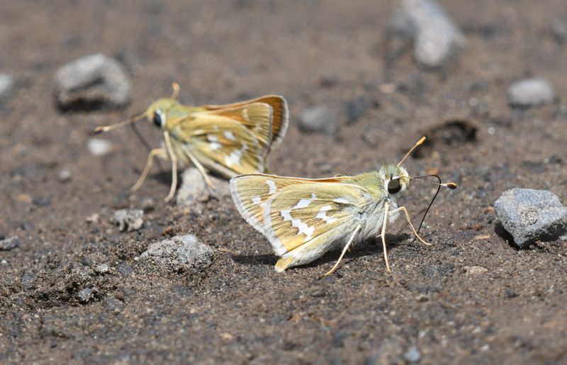 Western Branded Skipper: Hesperia colorado
