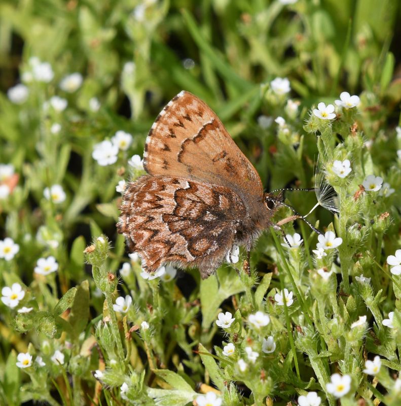 Western Pine Elfin: Callophrys eryphon