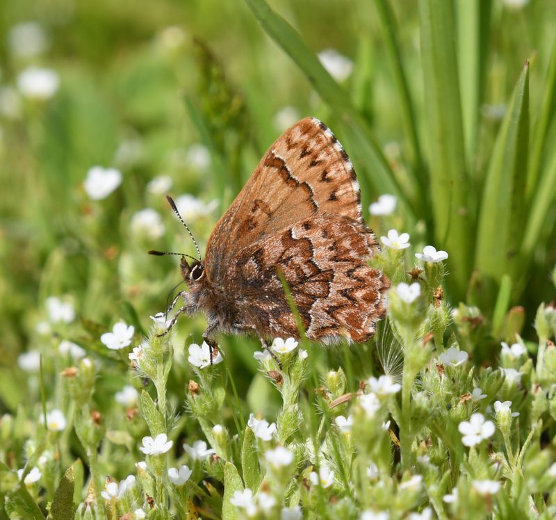 Western Pine Elfin: Callophrys eryphon