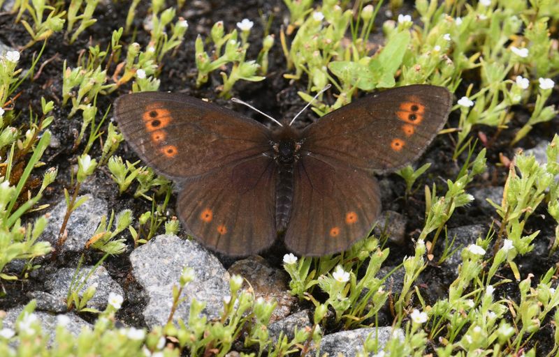 Butler's Alpine: Erebia epipsodea