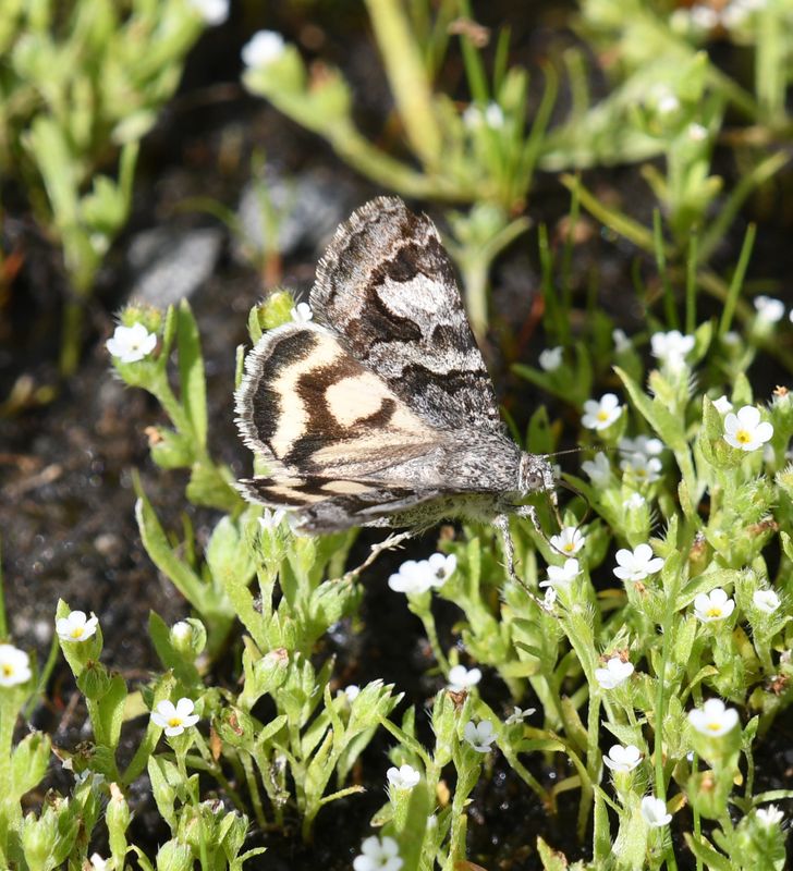 Moth