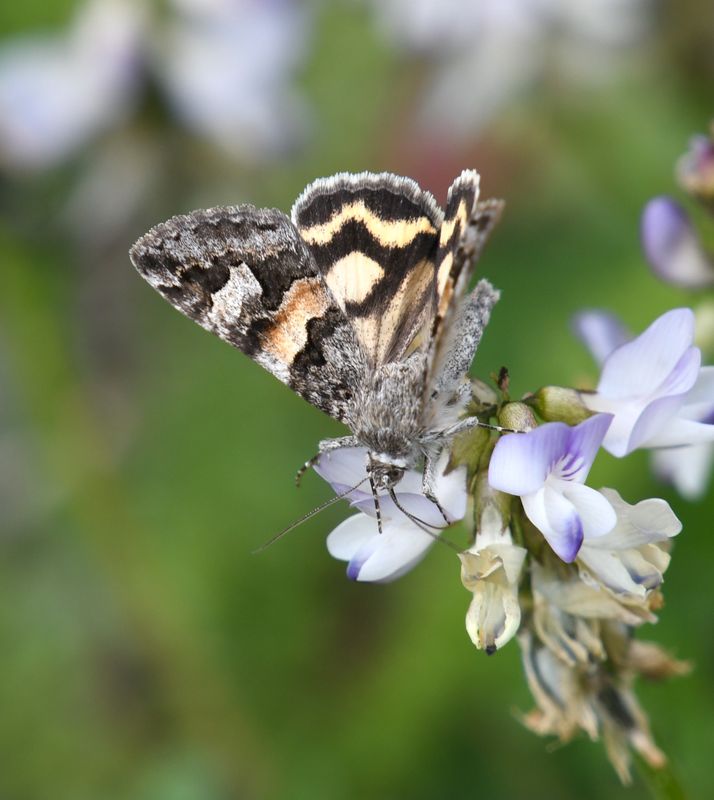 Moth