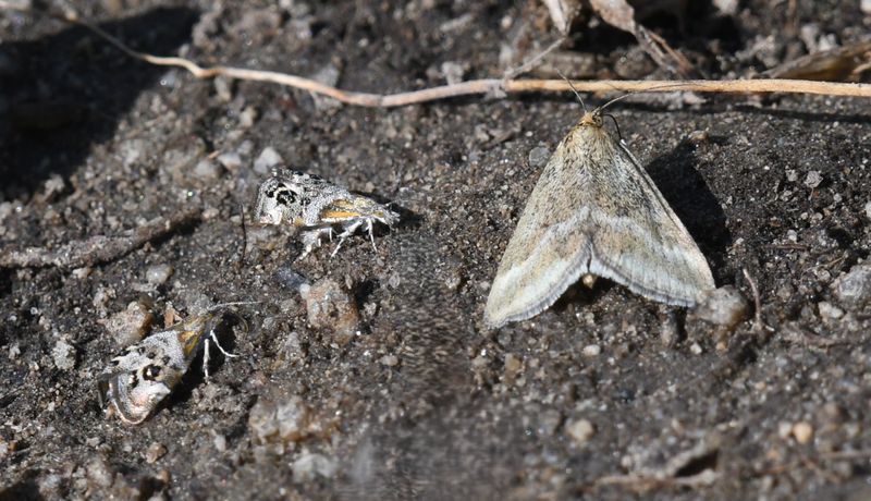 Moth
