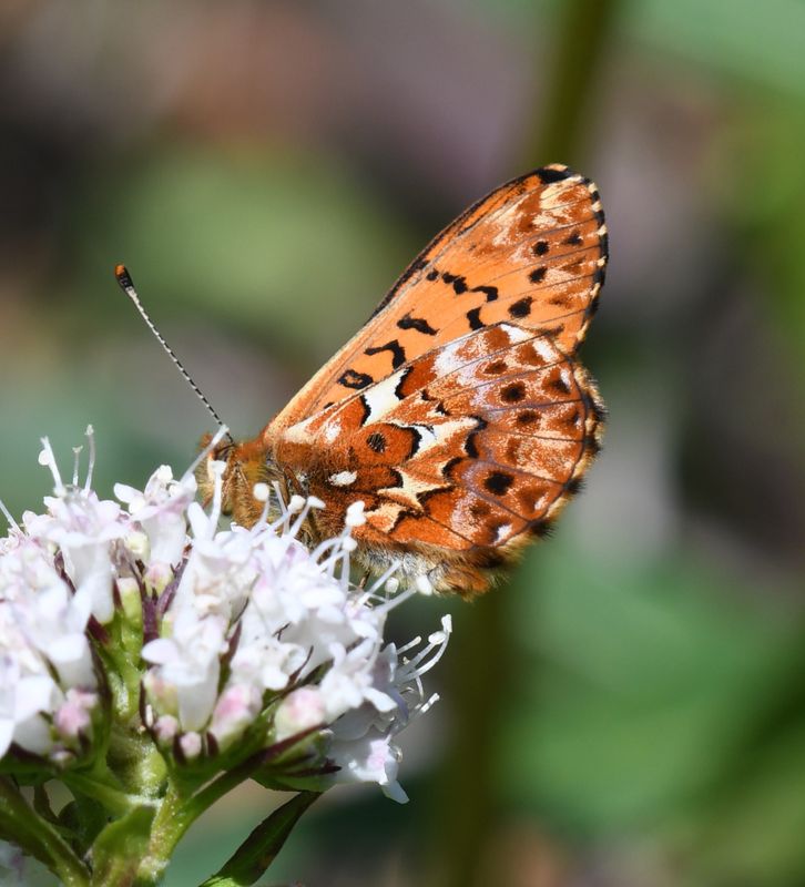 Arctic Fritillary: Boloria chariclea