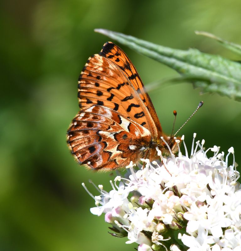 Arctic Fritillary: Boloria chariclea