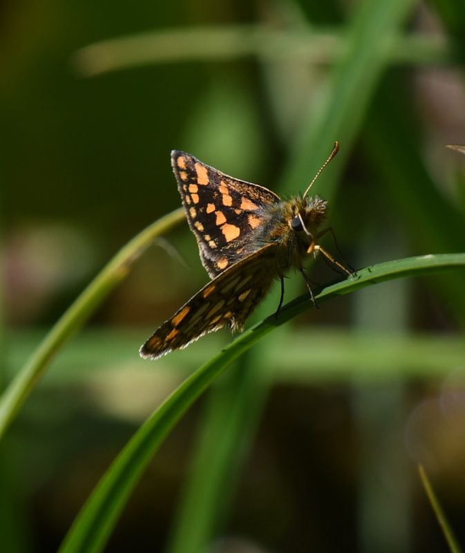 Skipper, Skada