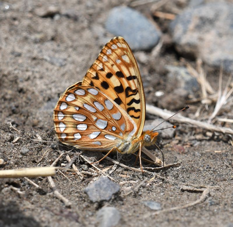 Zerene Fritillary: Speyeria zerene