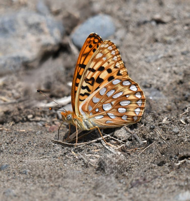 Zerene Fritillary: Speyeria zerene