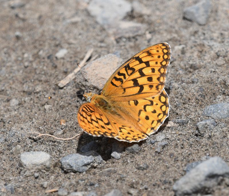 Zerene Fritillary: Speyeria zerene