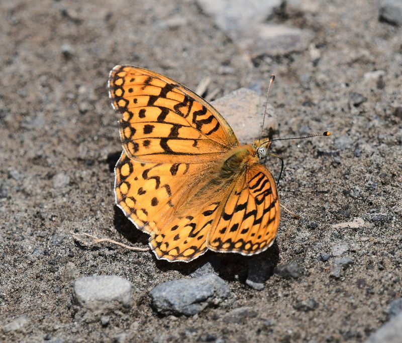 Zerene Fritillary: Speyeria zerene