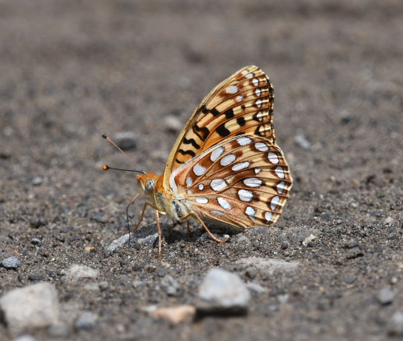 Zerene Fritillary: Speyeria zerene