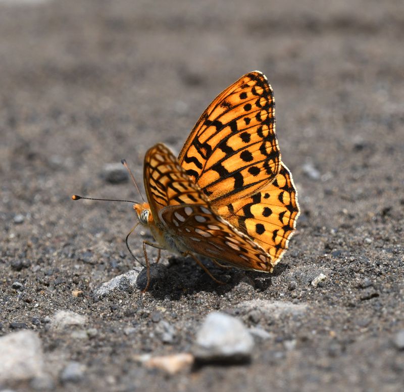 Zerene Fritillary: Speyeria zerene