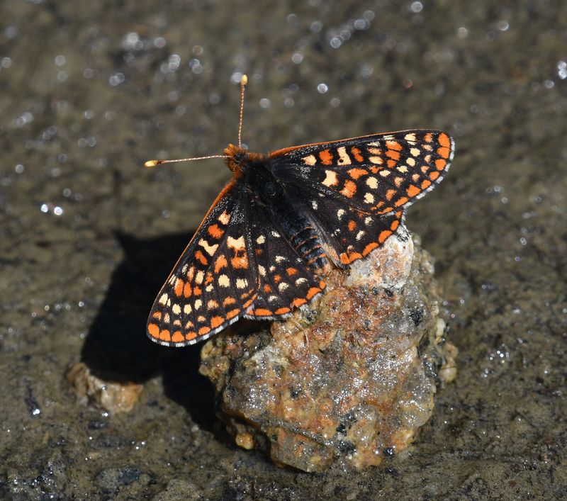 Anicia Checkerspot: Euphydryas anicia