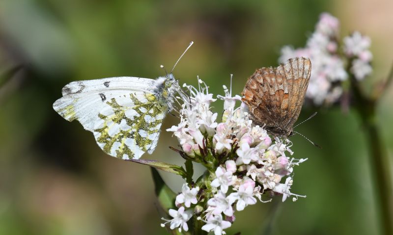 Large Marble: Euchloe ausonides and Western Pine Elfin: Callophrys eryphon